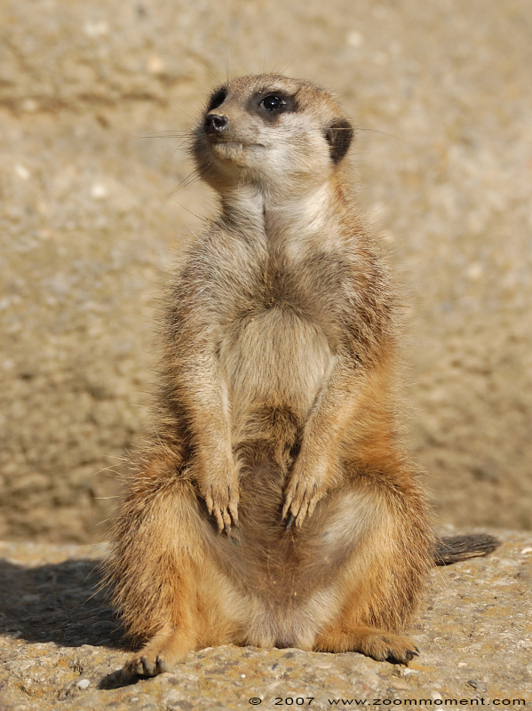 aardmannetje of stokstaartje ( Suricata suricatta ) slender-tailed meerkat
Keywords: Basel Swiss Zwitserland Zolli stokstaartje aardmannetje Suricata suricatta slender tailed meerkat