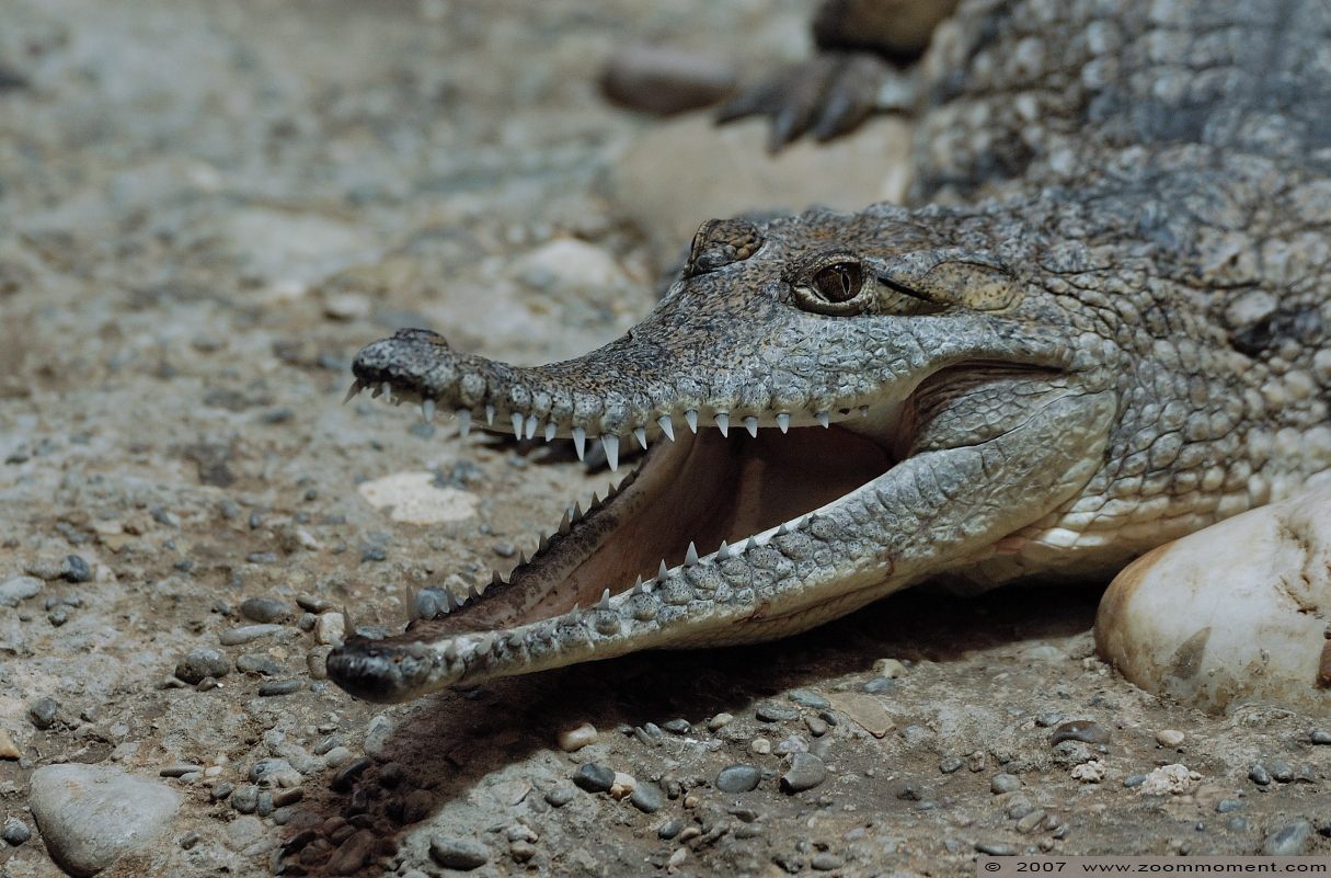 Australische krokodil of zoetwaterkrokodil  ( Crocodilus johnsoni ) Australian freshwater crocodile or Johnston's crocodile
Schlüsselwörter: Basel Swiss Zwitserland Zolli zoetwaterkrokodil Crocodilus johnsoni Australian freshwater crocodile Johnston&#039;s crocodile Australische krokodil