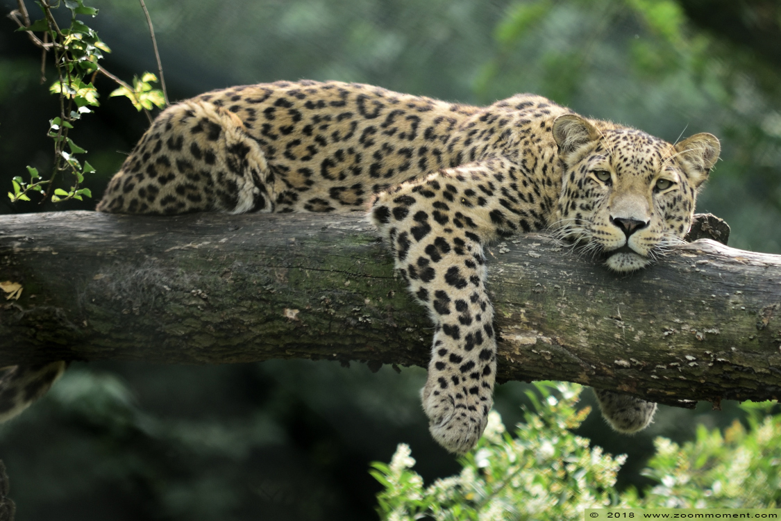 Perzische panter ( Panthera pardus saxicolor ) Persian leopard 
Trefwoorden: Safaripark Beekse Bergen Perzische panter Panthera pardus saxicolor Persian leopard