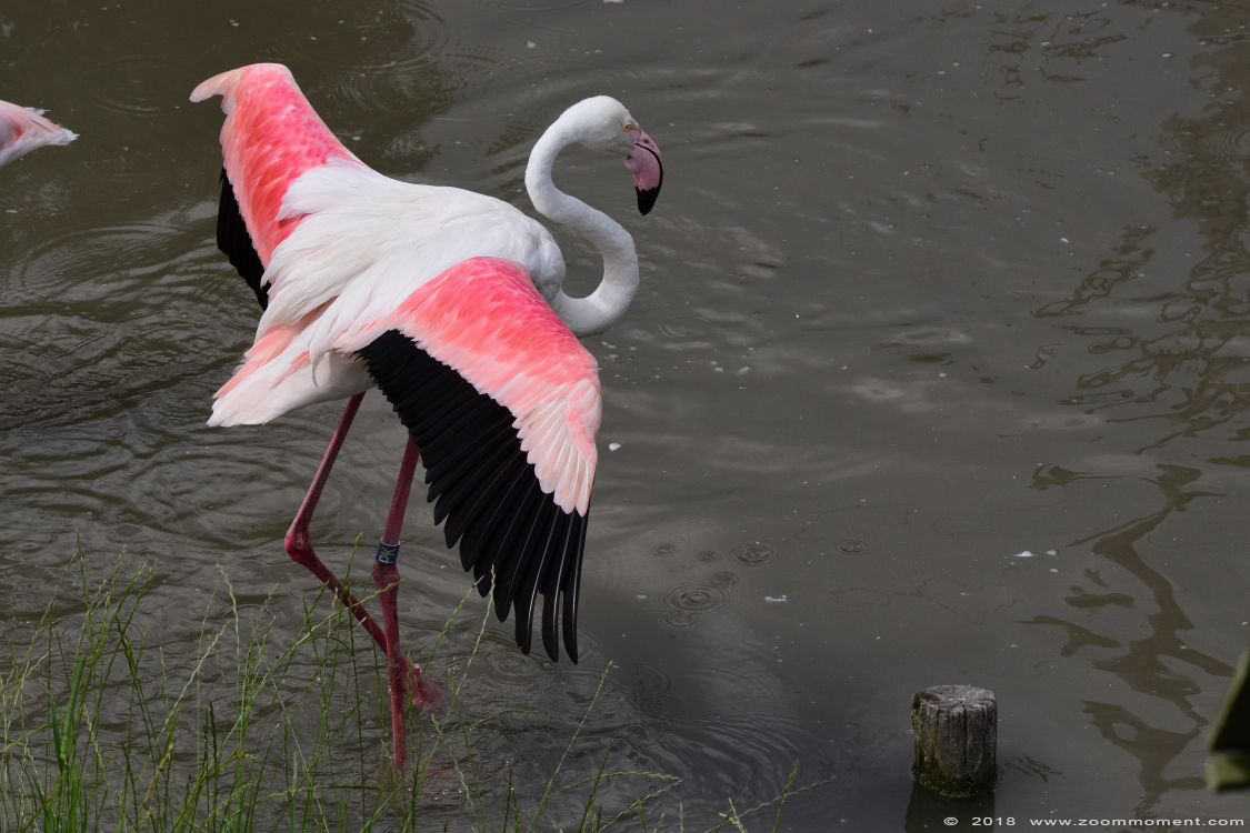 Chileense flamingo  ( Phoenicopterus chilensis ) Chilean flamingo
Trefwoorden: Safaripark Beekse Bergen Chileense flamingo  Phoenicopterus chilensis  Chilean flamingo 