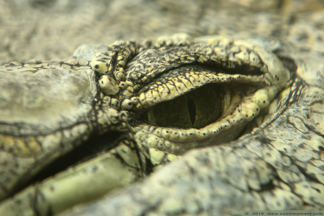 Nijlkrokodil ( Crocodylus niloticus ) Nile crocodile
Trefwoorden: Safaripark Beekse Bergen nijlkrokodil Crocodylus niloticus nile crocodile