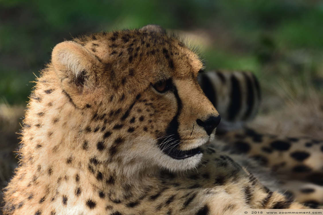jachtluipaard ( Acinonyx jubatus ) cheetah
Trefwoorden: Safaripark Beekse Bergen jachtluipaard Acinonyx jubatus cheetah