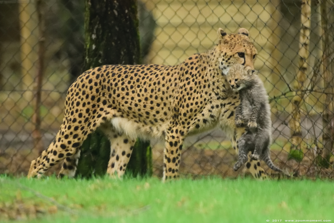 jachtluipaard ( Acinonyx jubatus ) cheetah
Welpen, geboren 2 februari 2017, op de foto 5 weken oud
Cubs, born 2 february, on the picture 5 weeks old
Keywords: Safaripark Beekse Bergen jachtluipaard Acinonyx jubatus cheetah