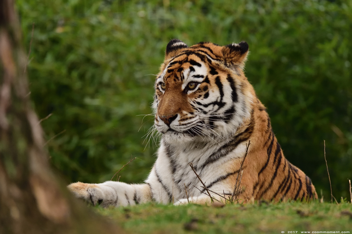 Siberische tijger of amoer tijger ( Panthera tigris altaica ) Siberian tiger
Trefwoorden: Safaripark Beekse Bergen siberische tijger Panthera tigris altaica Siberian tiger
