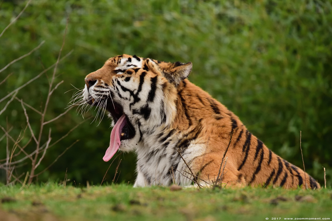 Siberische tijger of amoer tijger ( Panthera tigris altaica ) Siberian tiger
キーワード: Safaripark Beekse Bergen siberische tijger Panthera tigris altaica Siberian tiger