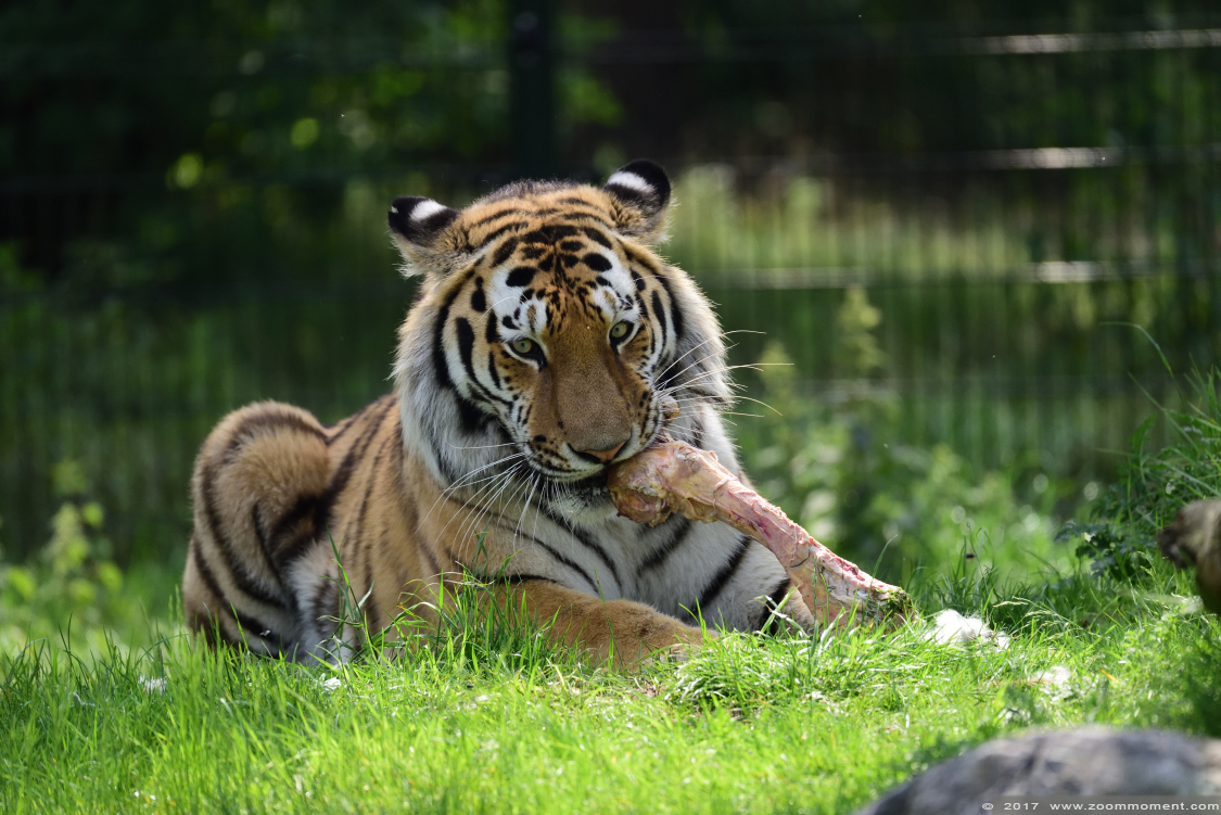 Siberische tijger  ( Panthera tigris altaica )  Siberian tiger
Yarko
Trefwoorden: Safaripark Beekse Bergen siberische tijger Panthera tigris altaica Siberian tiger