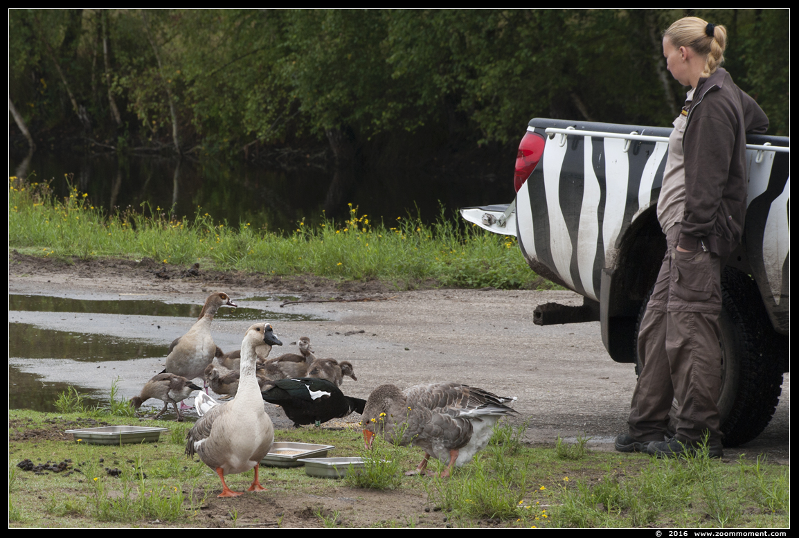 ganzen goose
Trefwoorden: Safaripark Beekse Bergen gans goose