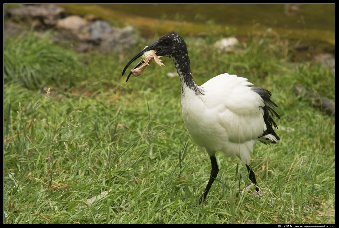 heilige ibis ( Threskiornis aethiopicus ) African sacred ibis
Trefwoorden: Safaripark Beekse Bergen heilige ibis Threskiornis aethiopicus  African sacred ibis