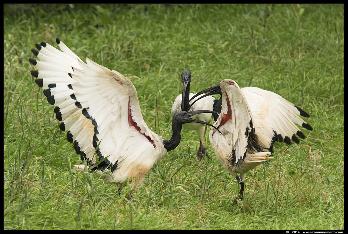 heilige ibis ( Threskiornis aethiopicus ) African sacred ibis
Trefwoorden: Safaripark Beekse Bergen heilige ibis Threskiornis aethiopicus  African sacred ibis