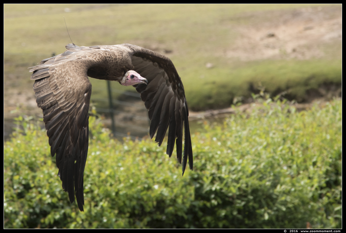 Kapgier  ( Necrosyrtes monachus )  hooded vulture Kappengeier
Trefwoorden: Safaripark Beekse Bergen roofvogelshow kapgier Necrosyrtes monachus hooded vulture Kappengeier