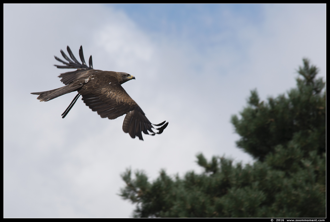 zwarte wouw ( Milvus migrans ) black kite
Trefwoorden: Safaripark Beekse Bergen roofvogelshow zwarte wouw Milvus migrans black kite
