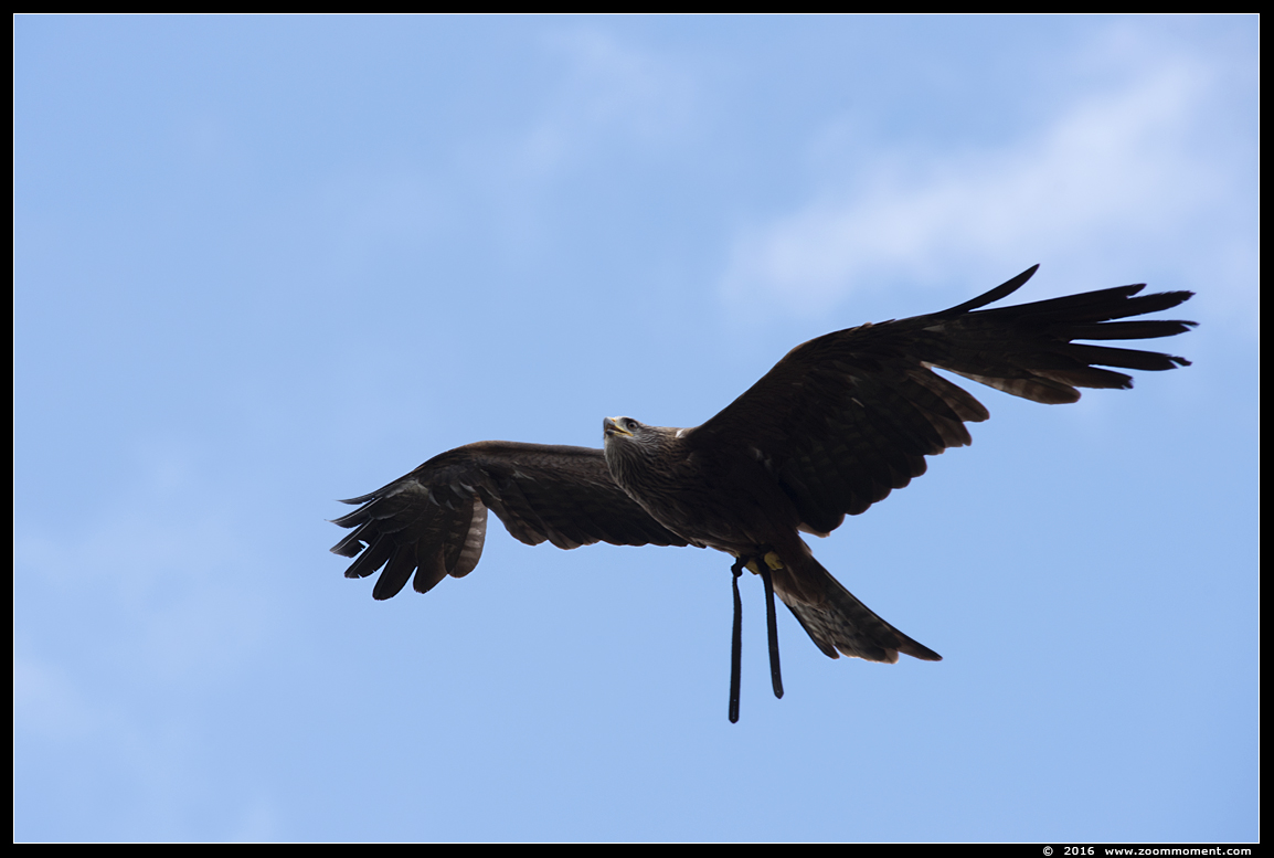 zwarte wouw ( Milvus migrans ) black kite
Trefwoorden: Safaripark Beekse Bergen roofvogelshow zwarte wouw Milvus migrans black kite