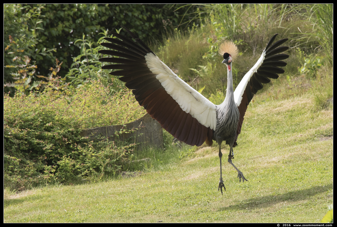 grijze kroonkraanvogel  ( Balearica regulorum ) crowned crane
Trefwoorden: Safaripark Beekse Bergen roofvogelshow kroonkraanvogel Balearica regulorum crowned crane