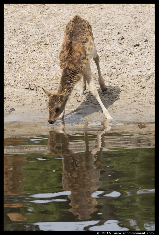 nijlantilope ( Kobus megaceros ) Nile lechwe
Trefwoorden: Safaripark Beekse Bergen nijlantilope  Kobus megaceros  Nile lechwe