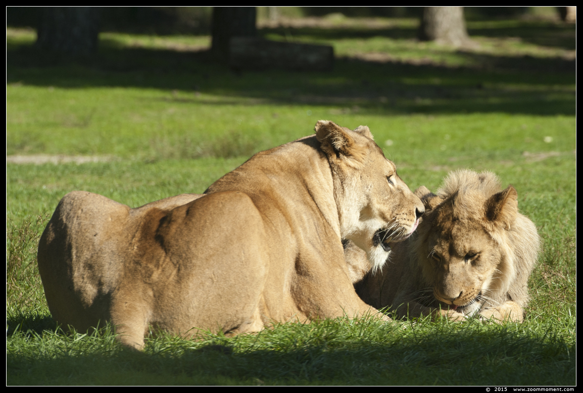 Afrikaanse leeuw ( Panthera leo ) African lion
Palavras-chave: Safaripark Beekse Bergen  Afrikaanse leeuw  Panthera leo  African lion