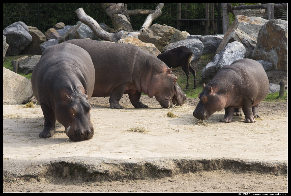 nijlpaard ( Hippopotamus amphibius ) hippopotamus
Trefwoorden: Safaripark Beekse Bergen nijlpaard Hippopotamus amphibius