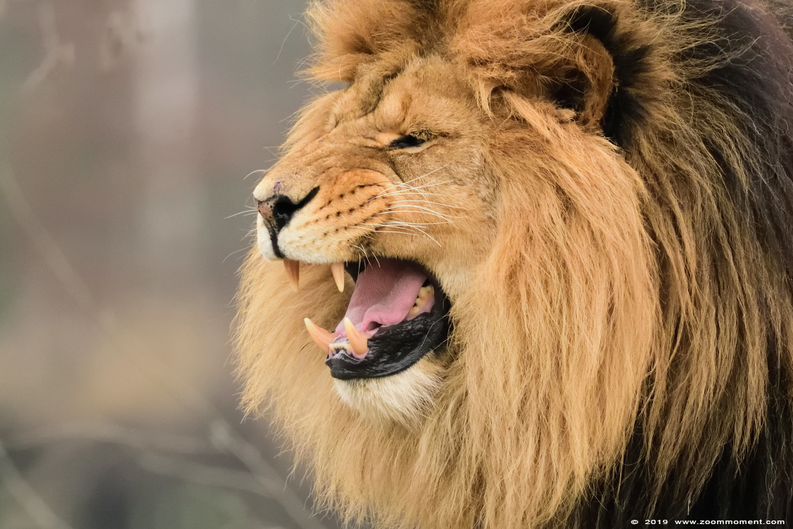 Afrikaanse leeuw ( Panthera leo ) African lion
Trefwoorden: Safaripark Beekse Bergen Afrikaanse leeuw Panthera leo African lion
