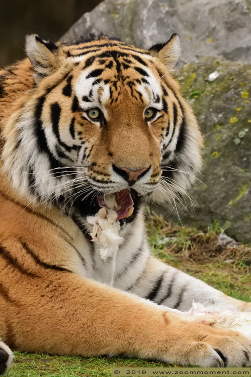 Siberische tijger  ( Panthera tigris altaica )  Siberian tiger
Ključne reči: Safaripark Beekse Bergen siberische tijger Panthera tigris altaica Siberian tiger