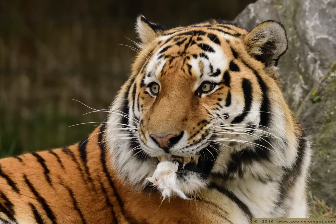 Siberische tijger  ( Panthera tigris altaica )  Siberian tiger
Palavras-chave: Safaripark Beekse Bergen siberische tijger Panthera tigris altaica Siberian tiger