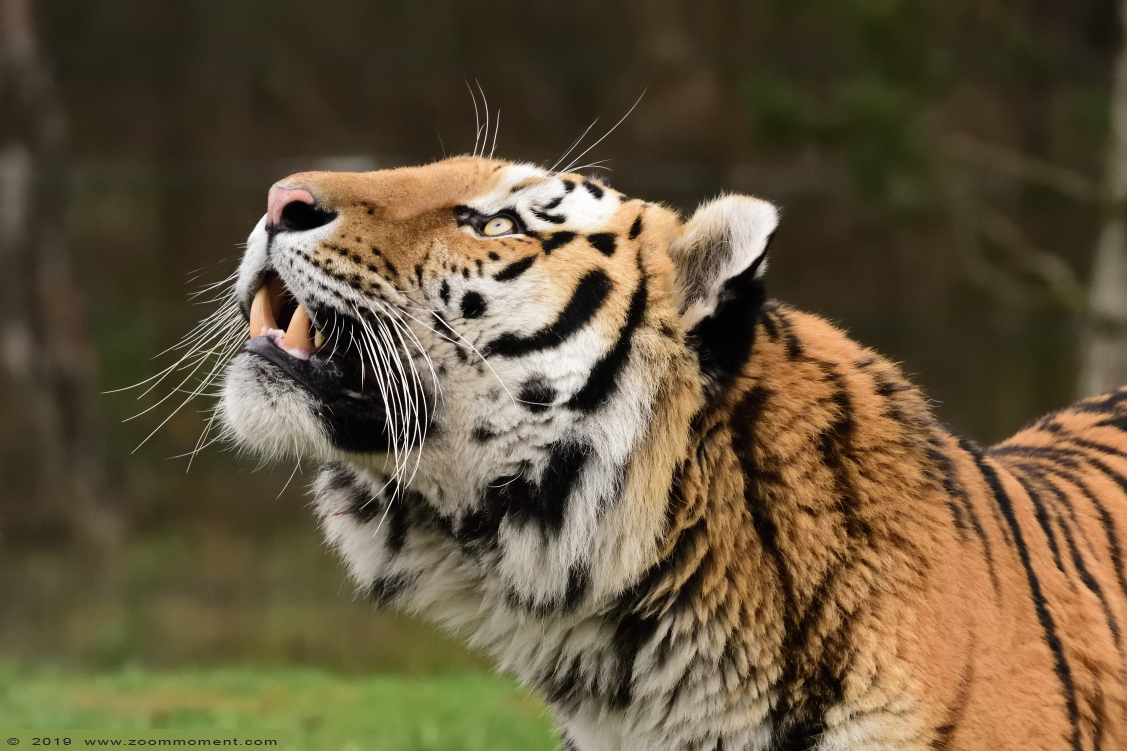 Siberische tijger  ( Panthera tigris altaica )  Siberian tiger
Palabras clave: Safaripark Beekse Bergen siberische tijger Panthera tigris altaica Siberian tiger