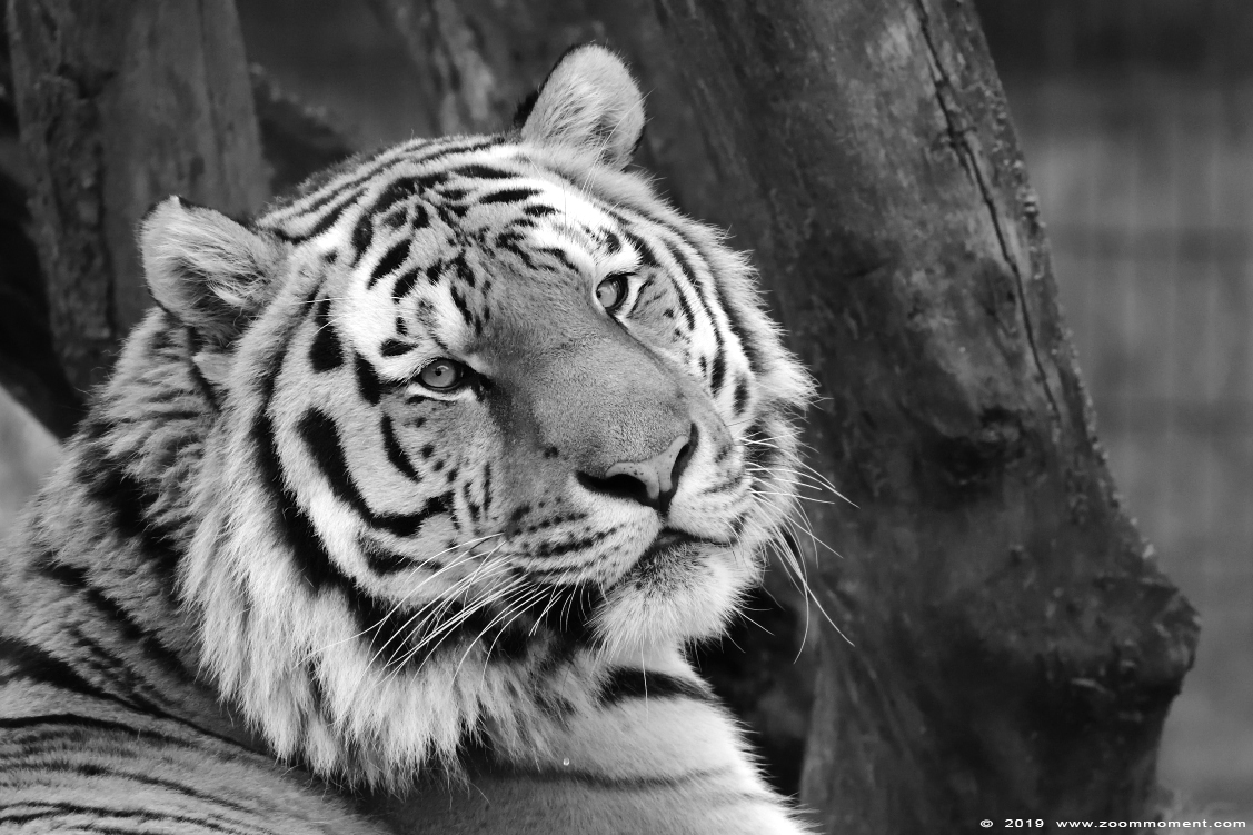 Siberische tijger  ( Panthera tigris altaica )  Siberian tiger
Avainsanat: Safaripark Beekse Bergen siberische tijger Panthera tigris altaica Siberian tiger