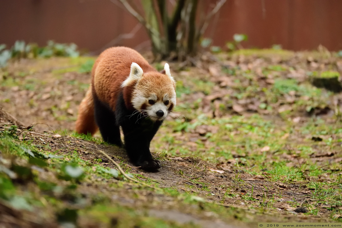 kleine of rode panda ( Ailurus fulgens ) lesser or red panda
Trefwoorden: Safaripark Beekse Bergen rode kleine panda Ailurus fulgens red panda