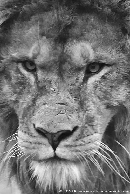 Afrikaanse leeuw ( Panthera leo ) African lion
Trefwoorden: Safaripark Beekse Bergen Afrikaanse leeuw Panthera leo African lion