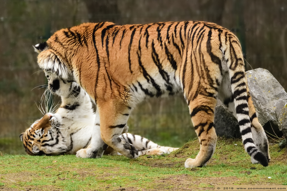Siberische tijger  ( Panthera tigris altaica )  Siberian tiger
Ključne reči: Safaripark Beekse Bergen siberische tijger Panthera tigris altaica Siberian tiger