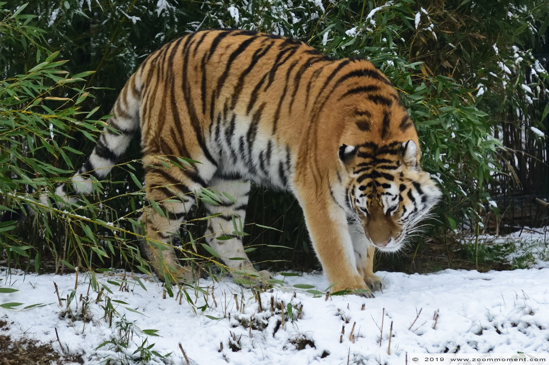 Siberische tijger  ( Panthera tigris altaica )  Siberian tiger
Keywords: Safaripark Beekse Bergen siberische tijger Panthera tigris altaica Siberian tiger sneeuw snow