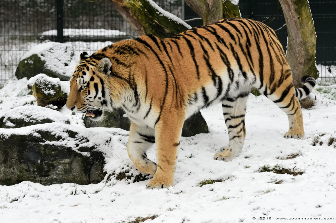 Siberische tijger  ( Panthera tigris altaica )  Siberian tiger
Keywords: Safaripark Beekse Bergen siberische tijger Panthera tigris altaica Siberian tiger sneeuw snow