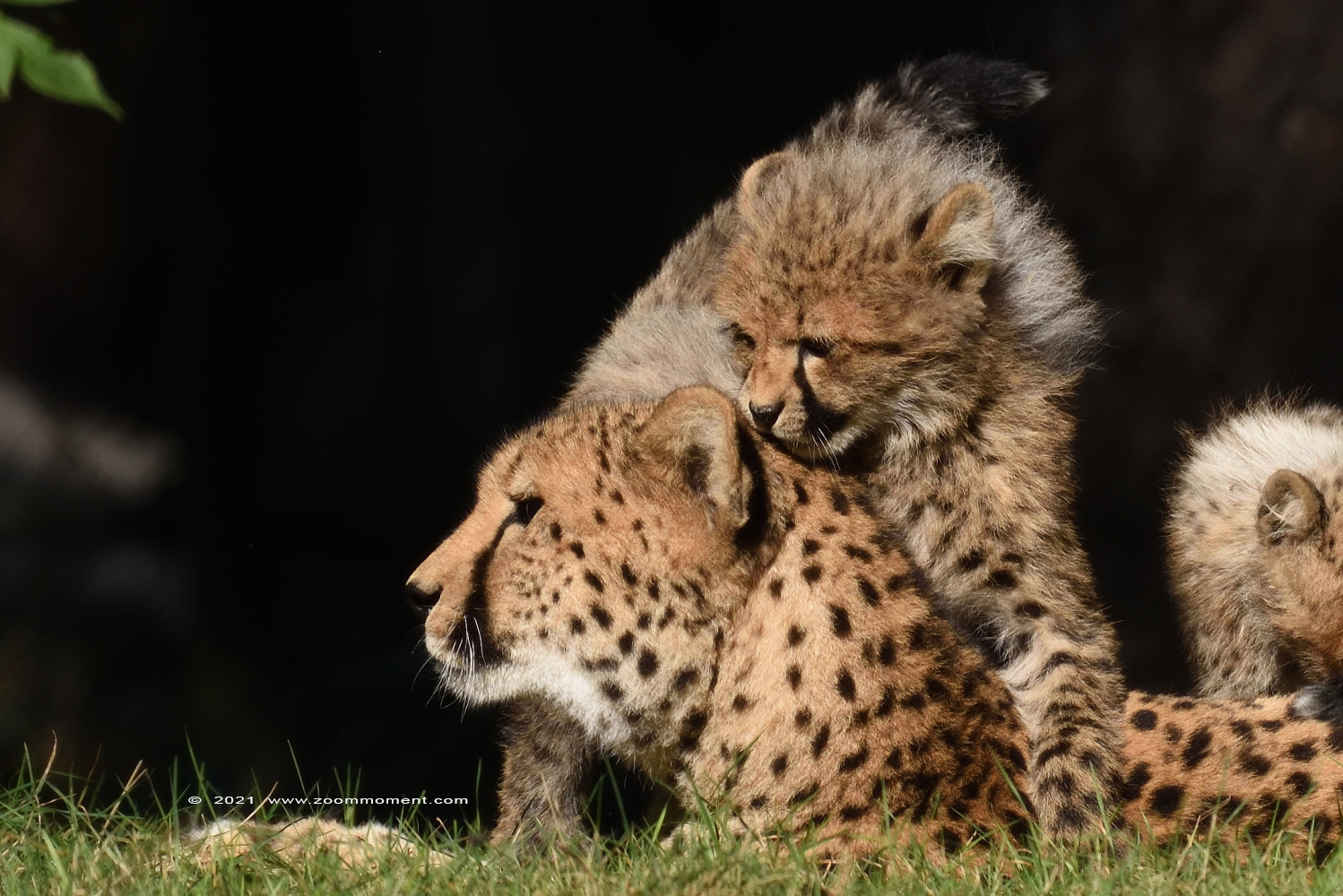jachtluipaard ( Acinonyx jubatus ) cheetah
Welpen, geboren augustus 2021, op de foto ongeveer 5 weken oud
Cubs, born august 2021, on the picture about 5 weeks old
Trefwoorden: Safaripark Beekse Bergen jachtluipaard Acinonyx jubatus cheetah