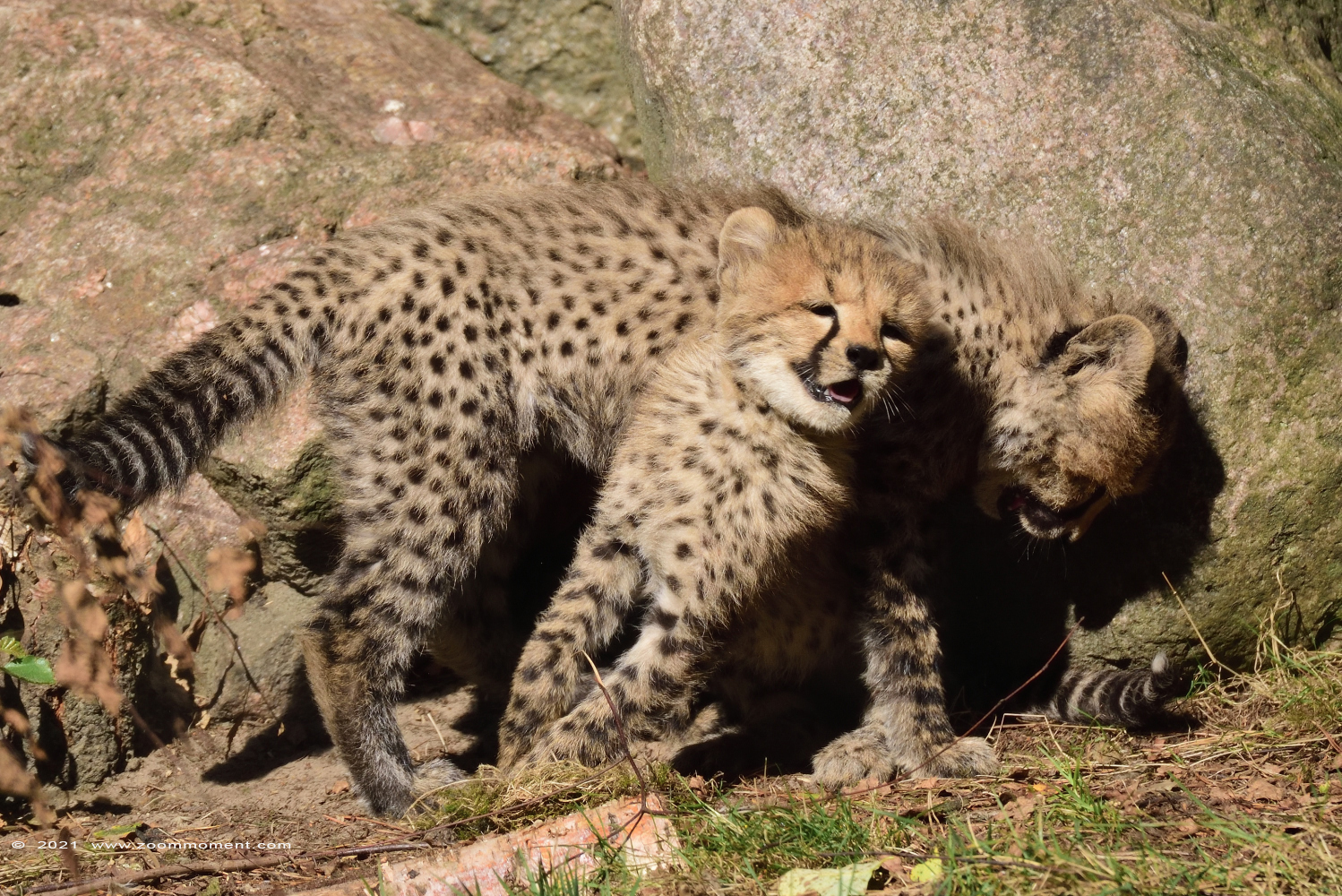 jachtluipaard ( Acinonyx jubatus ) cheetah
Welpen, geboren augustus 2021, op de foto ongeveer 5 weken oud
Cubs, born august 2021, on the picture about 5 weeks old
Trefwoorden: Safaripark Beekse Bergen jachtluipaard Acinonyx jubatus cheetah