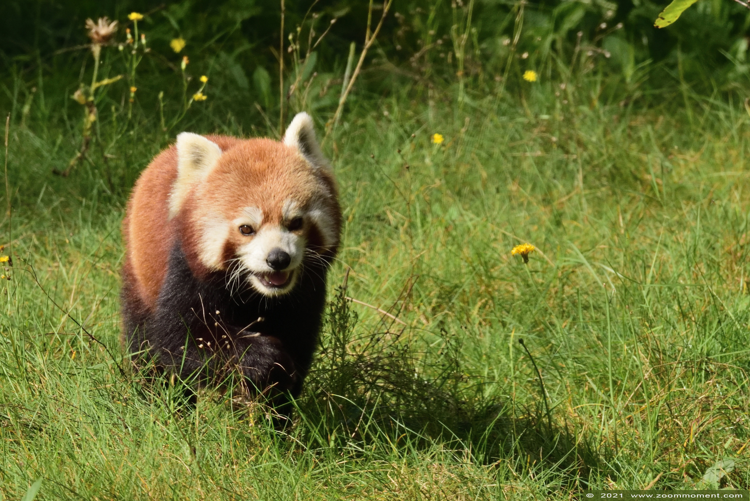 kleine of rode panda ( Ailurus fulgens ) lesser or red panda
Trefwoorden: Safaripark Beekse Bergen kleine rode panda Ailurus fulgens lesser red panda