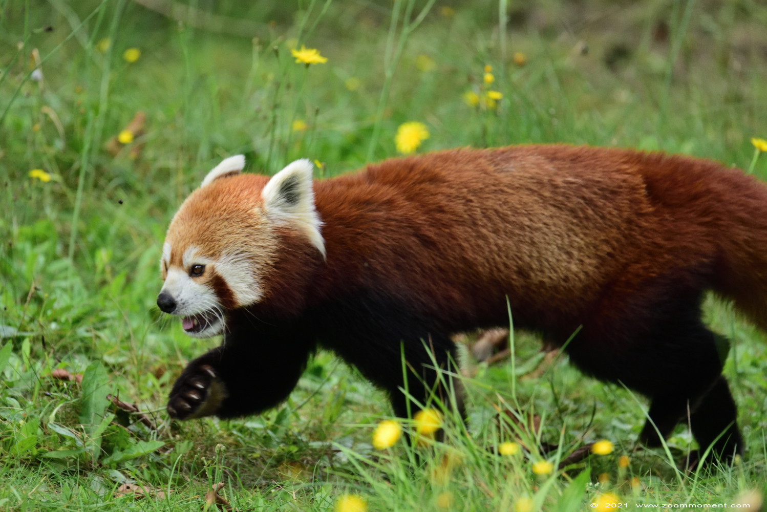 kleine of rode panda ( Ailurus fulgens ) lesser or red panda
Trefwoorden: Safaripark Beekse Bergen kleine rode panda Ailurus fulgens lesser red panda
