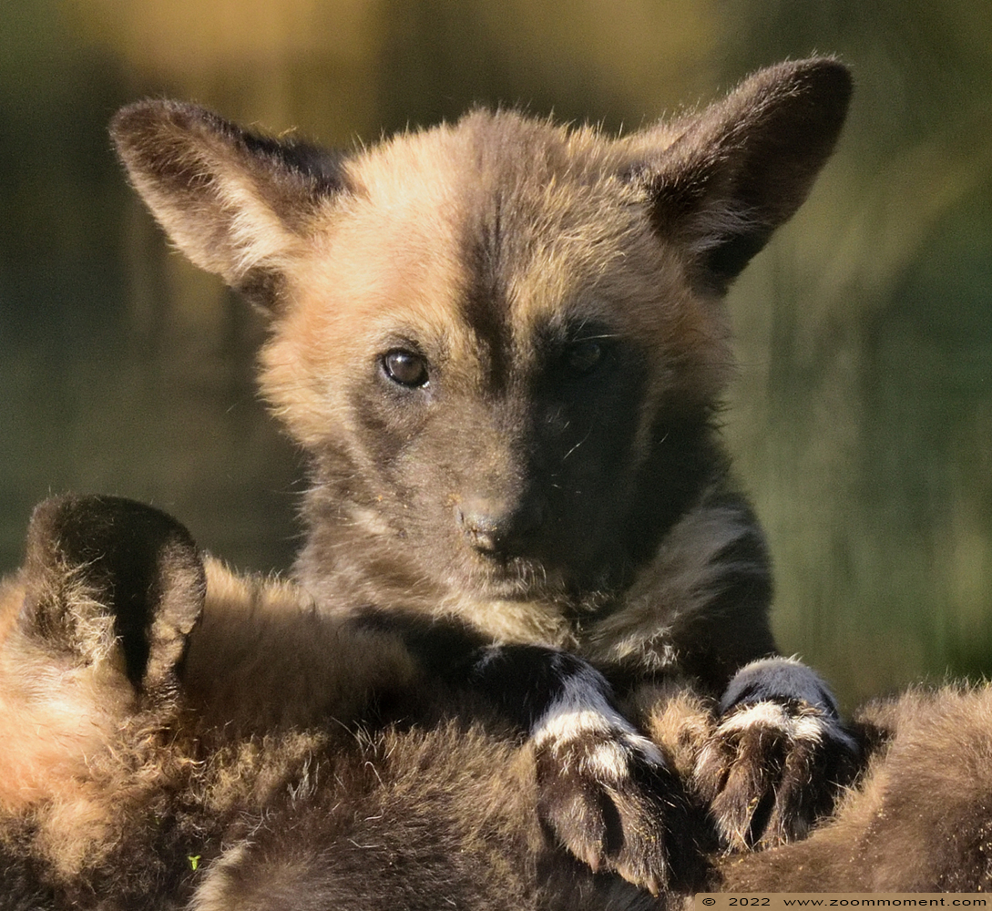 Afrikaanse wilde hond ( Lycaon pictus ) African wild dog
Pups, born 10 Januari 2022, on the picture about 3 weeks old
Trefwoorden: Safaripark Beekse Bergen Afrikaanse wilde hond Lycaon pictus African wild dog pup
