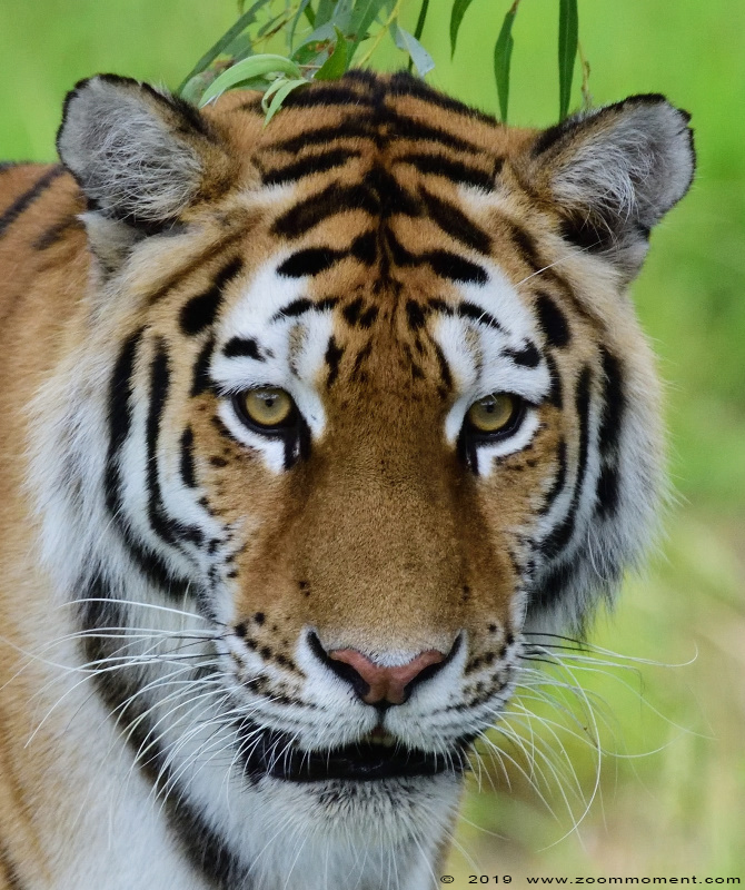 Siberische tijger of amoer tijger ( Panthera tigris altaica ) Siberian tiger
Angara
Trefwoorden: Safaripark Beekse Bergen siberische tijger Panthera tigris altaica Siberian tiger