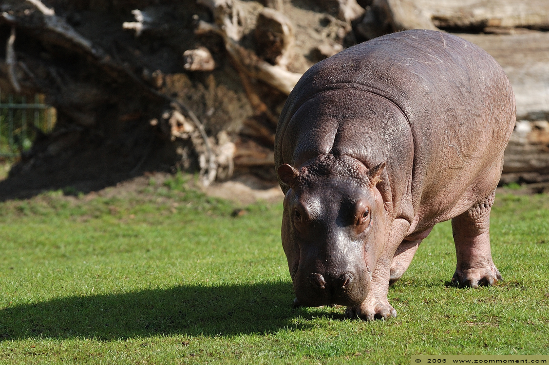 dwergnijlpaard  ( Hexaprotodon liberiensis )  pygmy hippopotamus
Λέξεις-κλειδιά: Berlijn Berlin zoo Germany Hexaprotodon liberiensis dwergnijlpaard pygmy hippopotamus nijlpaard