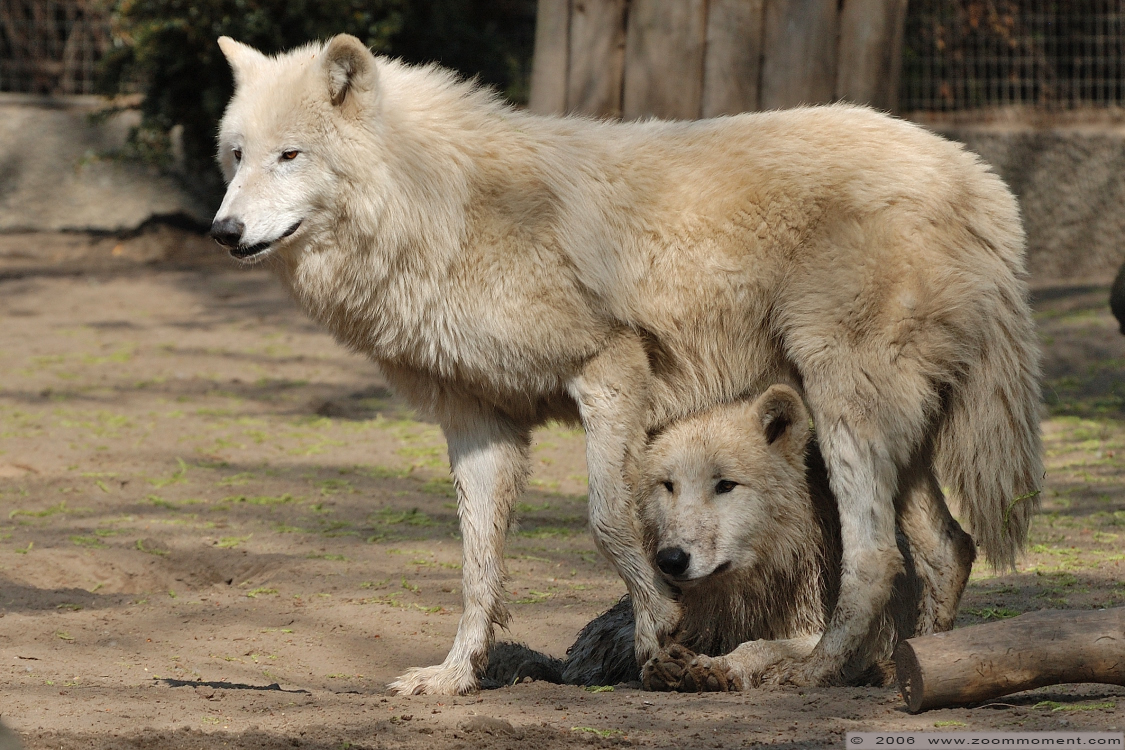 Arktische of canadese wolf ( Canis lupus arctos ) Canadian or arctic or white wolf
Keywords: Berlijn Berlin zoo Germany  Arktische  canadese wolf  Canis lupus arctos  Canadian or arctic  white wolf