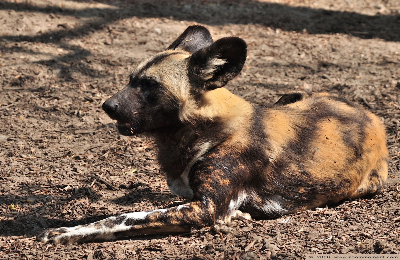 Afrikaanse wilde hond ( Lycaon pictus ) African wild dog
Trefwoorden: Berlijn Berlin zoo Germany Afrikaanse wilde hond Lycaon pictus African wild dog