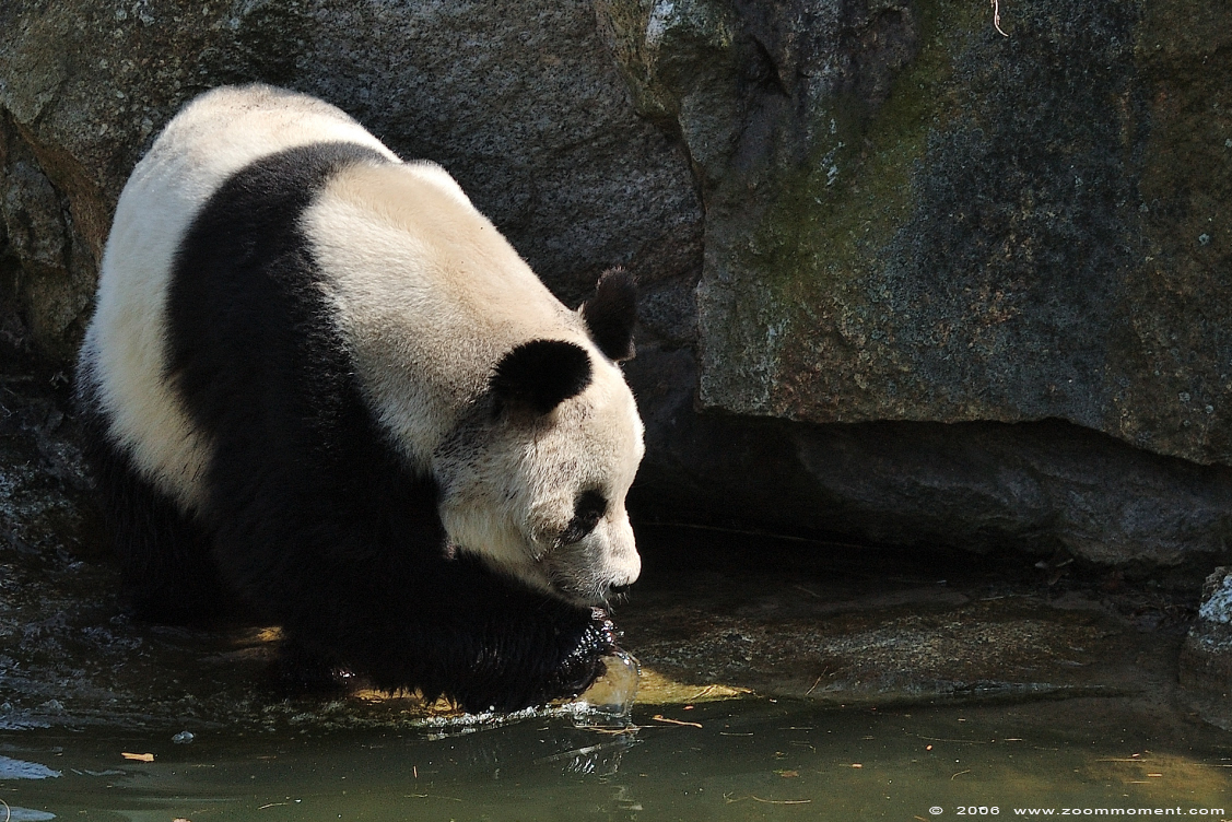 reuzenpanda ( Ailuropoda melanoleuca ) giant panda
Trefwoorden: Berlijn Berlin zoo Germany reuzenpanda  Ailuropoda melanoleuca  giant panda