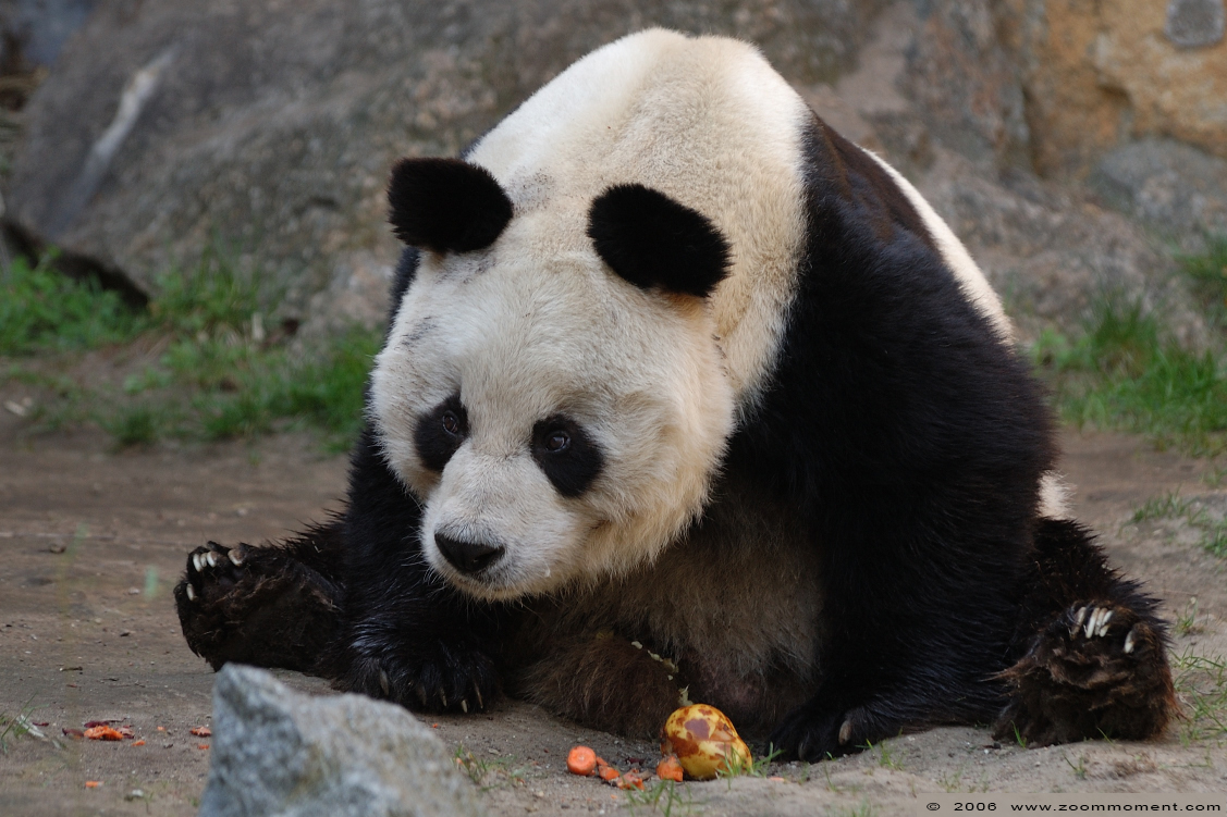 reuzenpanda ( Ailuropoda melanoleuca ) giant panda
Ключови думи: Berlijn Berlin zoo Germany reuzenpanda  Ailuropoda melanoleuca  giant panda