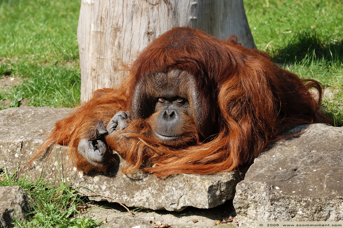 orang oetan ( Pongo pygmaeus abelii ) Sumatran orangutan
Ключевые слова: Berlijn Berlin zoo Germany orang oetan  Pongo pygmaeus abelii Sumatran orangutan