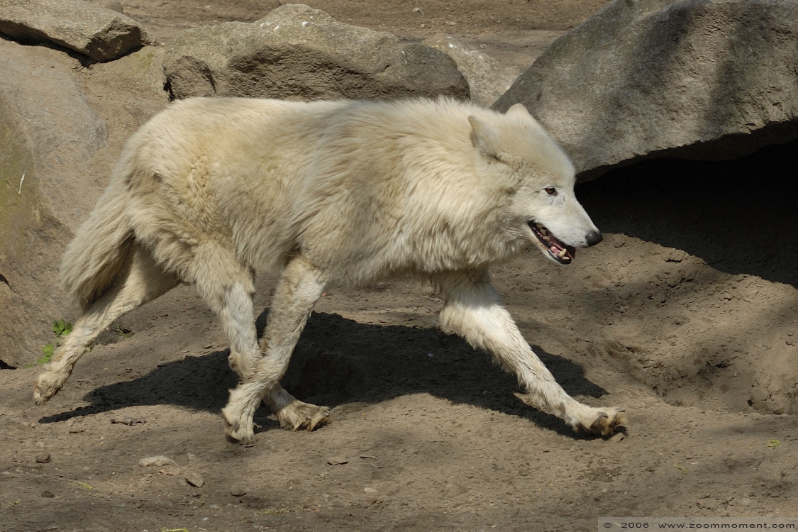 Arktische of canadese wolf ( Canis lupus arctos ) Canadian or arctic or white wolf
Trefwoorden: Berlijn Berlin zoo Germany  Arktische  canadese wolf  Canis lupus arctos  Canadian or arctic  white wolf