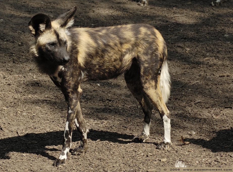 Afrikaanse wilde hond ( Lycaon pictus ) African wild dog
Ключови думи: Berlijn Berlin zoo Germany Afrikaanse wilde hond  Lycaon pictus  African wild dog
