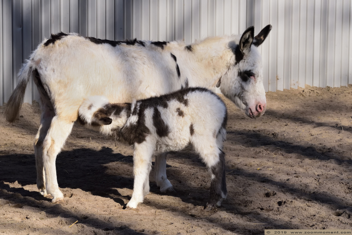 dwergezel ( Equus asinus ) donkey
Veulen, 2 weken oud
Trefwoorden: Bestzoo dwergezel Equus asinus donkey ass