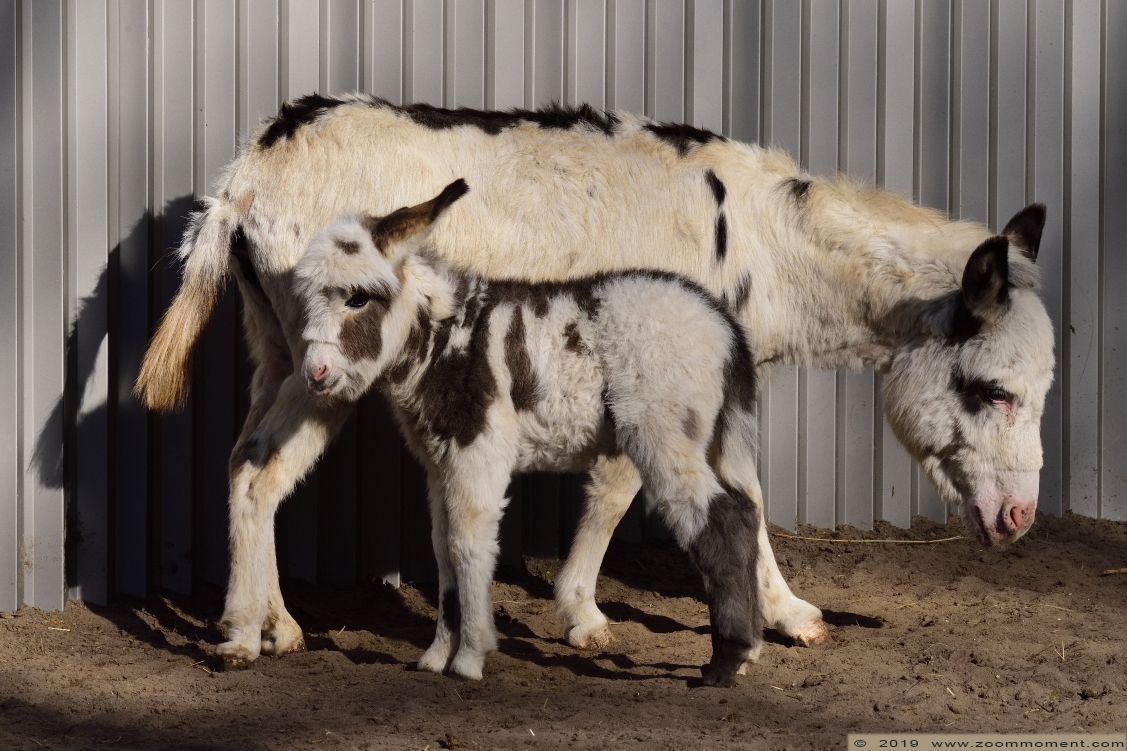 dwergezel ( Equus asinus ) donkey
Veulen, 2 weken oud
Trefwoorden: Bestzoo dwergezel Equus asinus donkey ass