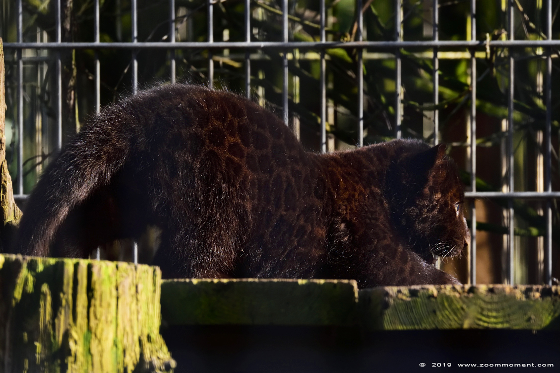 jaguar  ( Panthera onca )
Welp, geboren 9 december 2018, op de foto ongeveer 2,5 maanden oud
Cub, born 9 december 2018, on the picture about 2,5 months old
Ключови думи: Bestzoo Nederland jaguar  Panthera onca