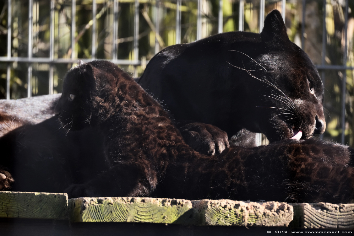 jaguar  ( Panthera onca )
Welp, geboren 9 december 2018, op de foto ongeveer 2,5 maanden oud
Cub, born 9 december 2018, on the picture about 2,5 months old
Trefwoorden: Bestzoo Nederland jaguar  Panthera onca