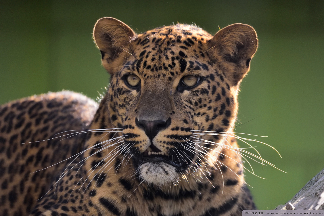 Sri Lanka panter ( Panthera pardus kotiya )  Sri Lankan leopard 
Trefwoorden: Bestzoo Nederland Sri Lanka panter Panthera pardus kotiya Sri Lankan leopard