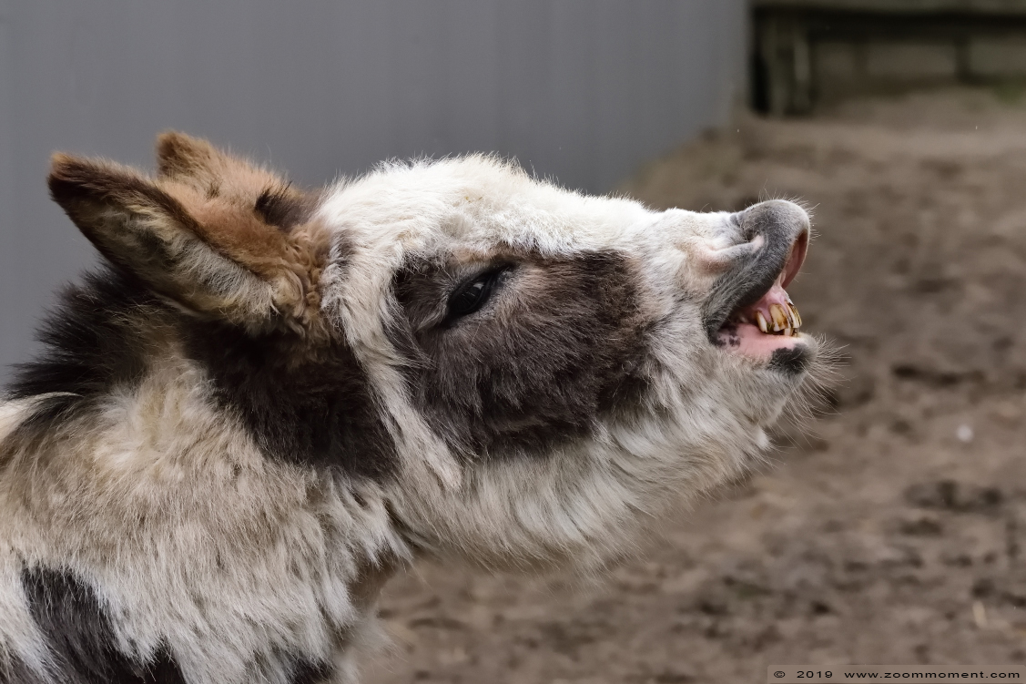 dwergezel ( Equus asinus ) donkey
Avainsanat: Bestzoo Nederland dwergezel  Equus asinus  donkey